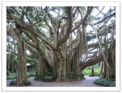 El-arbol-baniano-higuera-ficus EL ÁRBOL SAGRADO